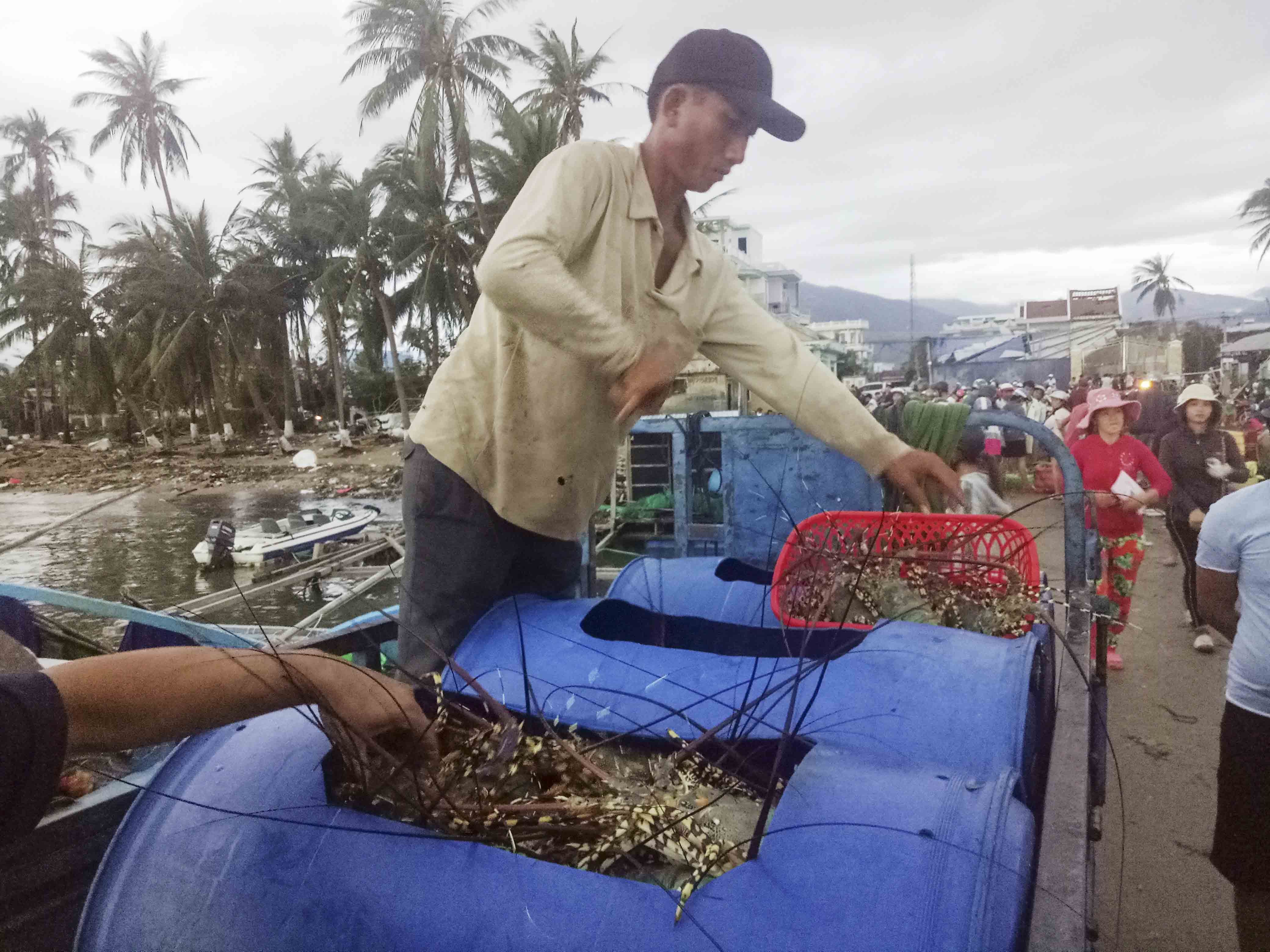 Vạn Ninh: Ghe giã cào được hàng tấn tôm hùm, cá bớp