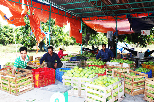 Xoài Cam Lâm vẫn chủ yếu được bán cho tư thương theo đường tiểu ngạch.