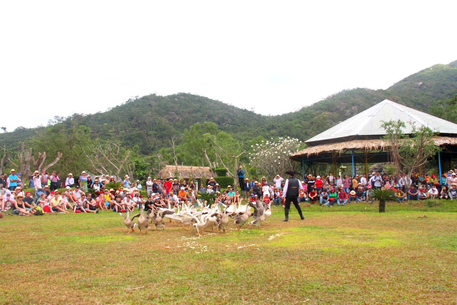 Du khách đang xem ngỗng khiêu vũ