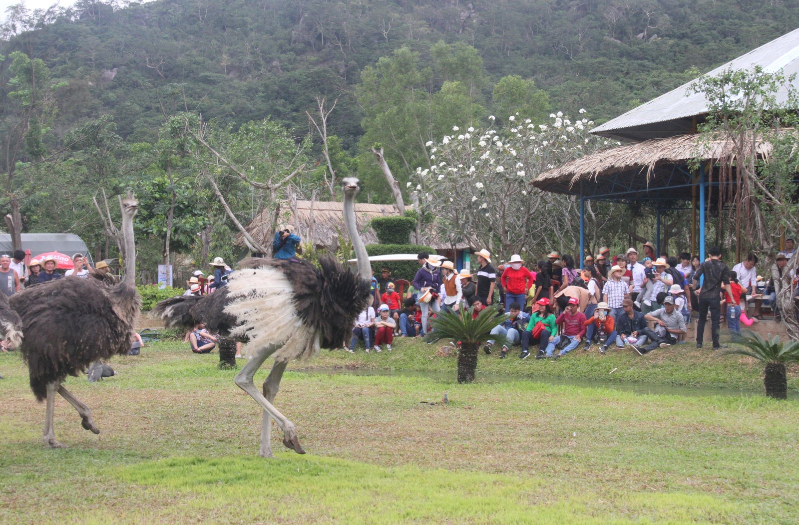 Đà điểu làm xiếc