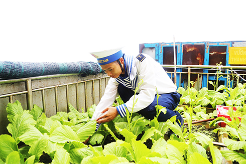 Vườn rau xanh trên đảo Đá Thị.