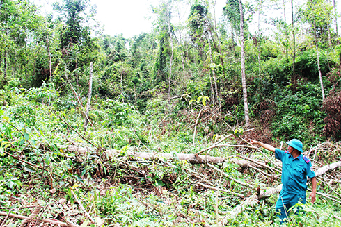Diện tích rừng dầu của Công ty TNHH một thành viên Lâm sản Khánh Hòa  bị gãy đổ do cơn bão số 12.