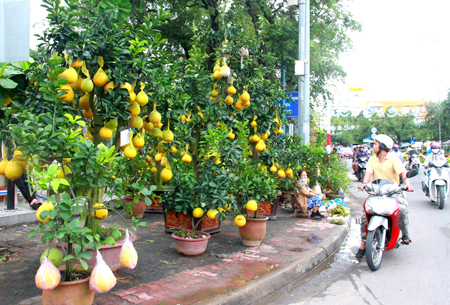 Những cây bưởi Diễn trái vàng ươm gây sự chú ý của người đi đường