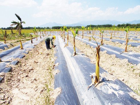 Người dân xã Suối Tiên chuyển đất trồng mì kém hiệu quả sang trồng chuối phủ bạt cho hiệu quả kinh tế cao