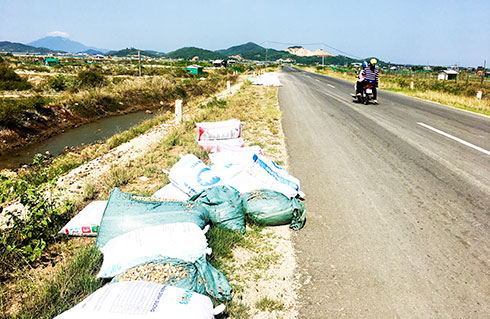 Ốc hương chết ở xã Ninh Thọ vứt bừa bãi ven đường