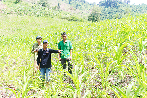 Nhân viên Trạm Quản lý - Bảo vệ rừng Khánh Phú đo đạc diện tích đất bị người dân lấn chiếm