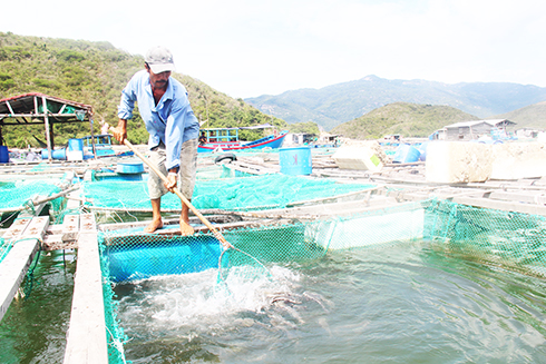 Giá thức ăn tăng cao khiến chi phí đầu tư nuôi trồng thủy sản của người dân tăng lên
