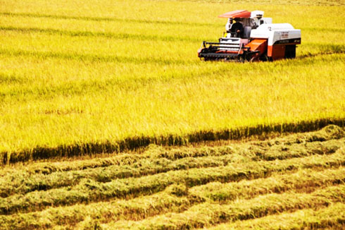  Theo thống kê, mỗi năm tại Việt Nam có khoảng 9-10 triệu tấn vỏ trấu được tạo ra từ quá trình sản xuất lúa