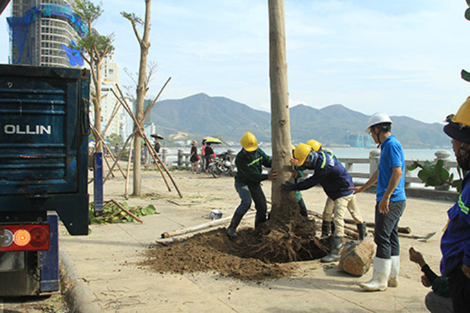  Trồng lại cây xanh bị đổ trên đường Phạm Văn Đồng (TP. Nha Trang).