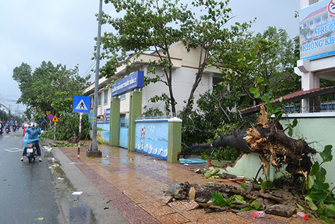 Cây đổ làm ngã tường rào Trường Tiểu học Phước Hòa 2 (TP. Nha Trang)