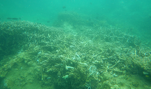 Rạn san hô bị gãy, vỡ tại phía Nam Hòn Mun.