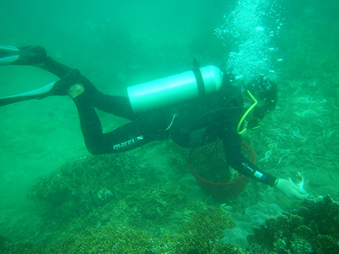 Các thợ lặn nhặt những san hô bị gãy, vỡ còn đủ điều kiện sống để đem đi phục hồi.