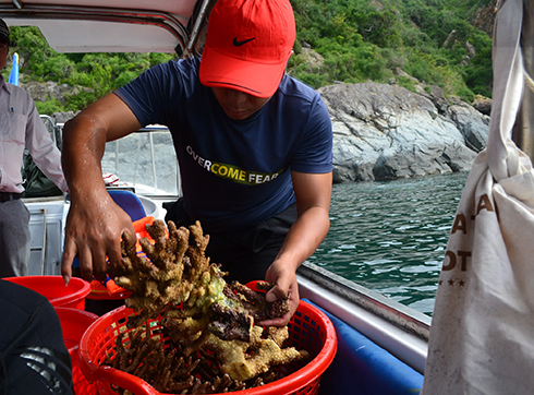Các thợ lặn tiến hành phục hồi san hô tại khu vực phía Bắc đảo Hòn Mun.