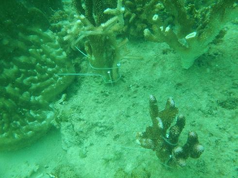 Một số rạn san hô đã được phục hồi. 