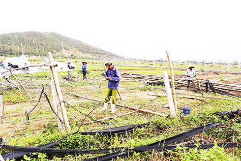 Sau cơn bão số 12, người dân xã Ninh Đông (Ninh Hòa) tích cực khôi phục vùng rau