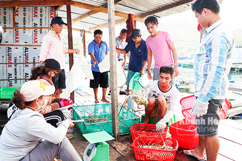 Cảnh thu mua tôm hùm nhộn nhịp trên bè của ông Nguyễn Ngọc Đông.