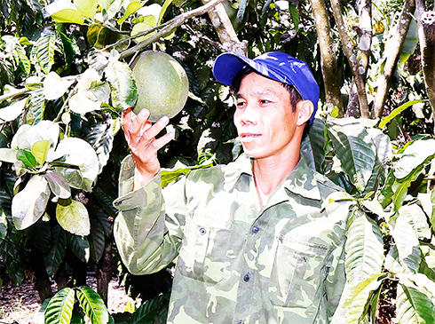 zzAnh Đào Văn Yến bên vườn cây cho thu nhập tiền tỷ của mình.
