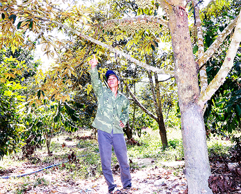 Ngoài sầu riêng, anh Đào Văn Yến còn trồng thêm bưởi da xanh,   chôm chôm, măng cụt, tiêu, cam, quýt, cà phê.