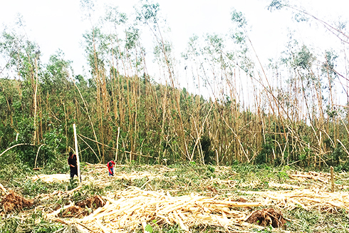 Người dân xã Khánh Bình, huyện Khánh Vĩnh thu hoạch keo sau bão.