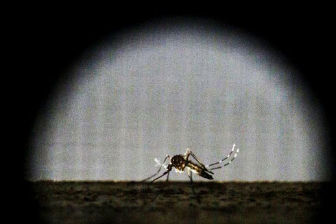  Việc phát hiện muỗi từ rất xa sẽ giúp con người có biện pháp phòng vệ kịp thời trước mầm bệnh