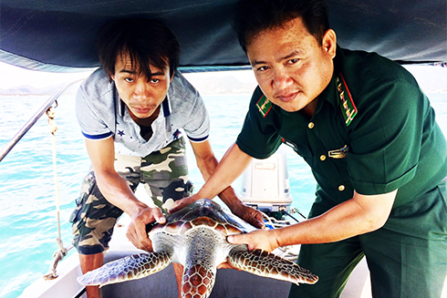 Thả cá thể rùa biển về môi trường tự nhiên.