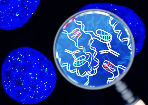  Hình minh họa về cấu trúc DNA mới trong tế bào người 