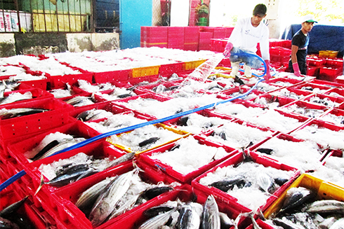 Chất lượng sản phẩm hải sản sau khai thác của ngư dân Khánh Hòa ngày càng được nâng cao.
