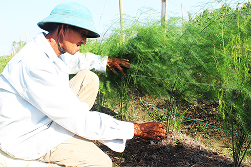 Diện tích măng tây của ông Nguyễn Ninh chuẩn bị cho thu hoạch.
