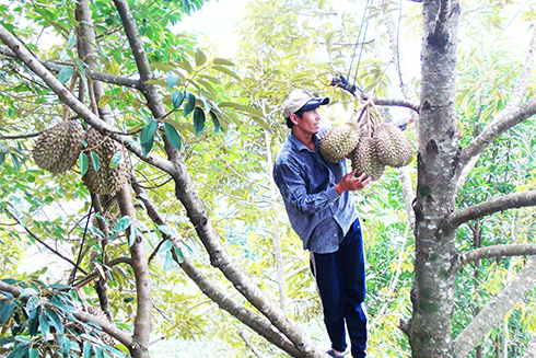 Cây sầu riêng được trồng tại khu vực hồ Hoa Sơn, xã Vạn Phước.