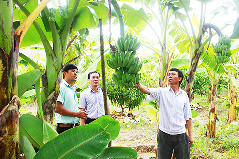 Một hộ ở Cam Lâm mạnh dạn chuyển đổi vườn tạp sang chuyên canh cây chuối.