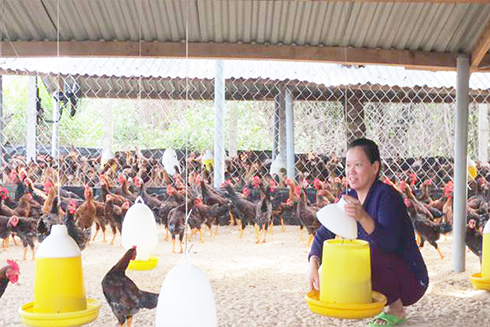 Chị Nguyễn Thị Kim Dung đang cho gà ăn.