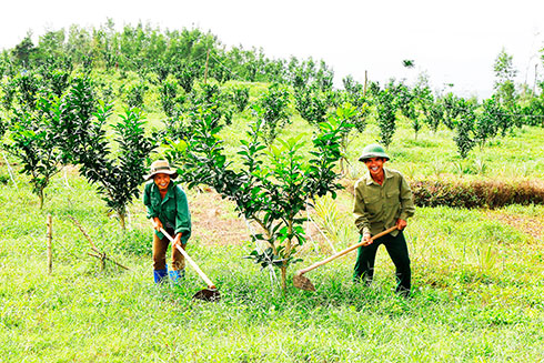 Đôi vợ chồng người Tày ở Khánh Trung, Khánh Vĩnh mạnh dạn chuyển sang trồng bưởi.