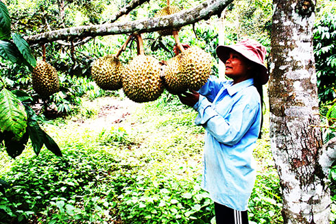 Nguy cơ nhà vườn trồng sầu riêng ở Khánh Sơn bị trộm là rất lớn.  