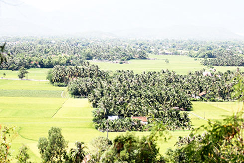 Một vườn dừa ở Ninh Đa .