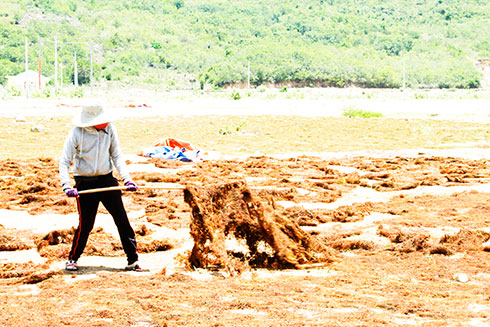 Người dân Ninh Vân đang lật trở rong mơ khô trên bãi phơi.