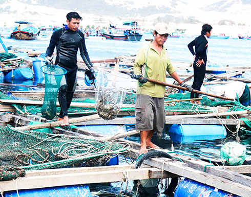 Các hộ nuôi thủy sản bằng lồng bè ở huyện Vạn Ninh bị thiệt hại nặng  sau cơn bão số 12.