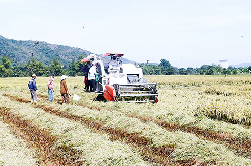 Nông dân thu hoạch lúa