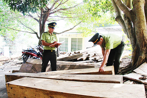 Lâm sản khai thác, vận chuyển trái phép bị lực lượng kiểm lâm bắt giữ.