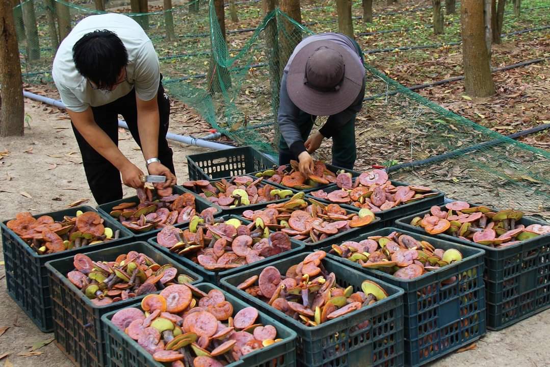 Sản xuất nấm linh chi từ gỗ thải