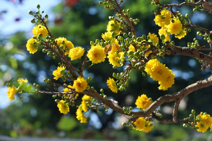 Xuân về trên những vần thơ