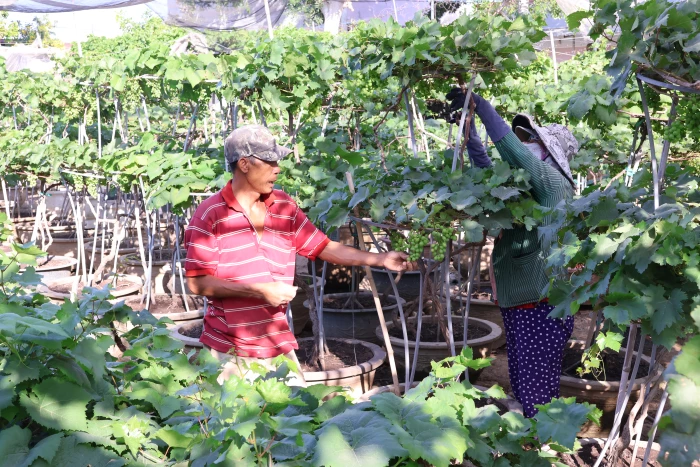 Nho kiểng vào vụ Tết 