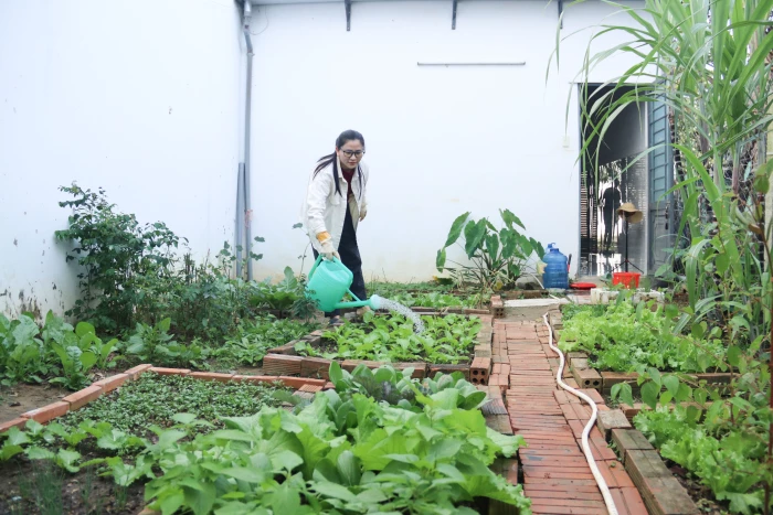 Nhiều hộ gia đình khu vực Nha Trang: Chủ động nguồn rau sạch đón Tết