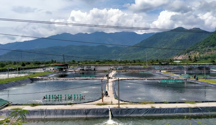 Cần tuân thủ kỹ thuật, lịch thời vụ nuôi tôm