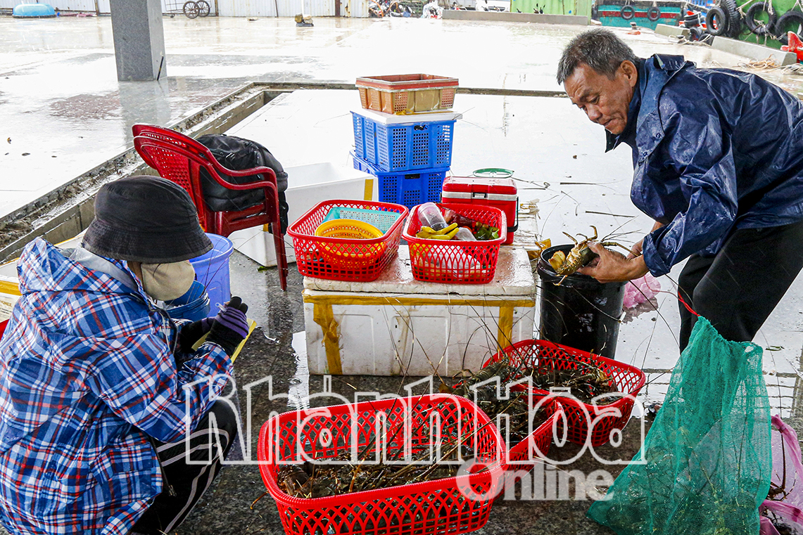 Tôm hùm rớt giá, người nuôi thua lỗ