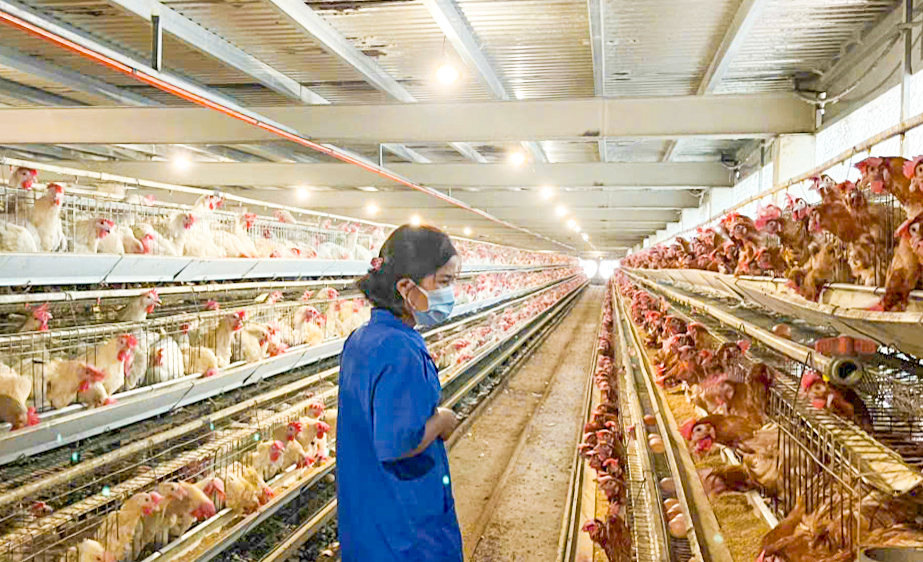 Thúc đẩy phát triển chăn nuôi quy mô lớn