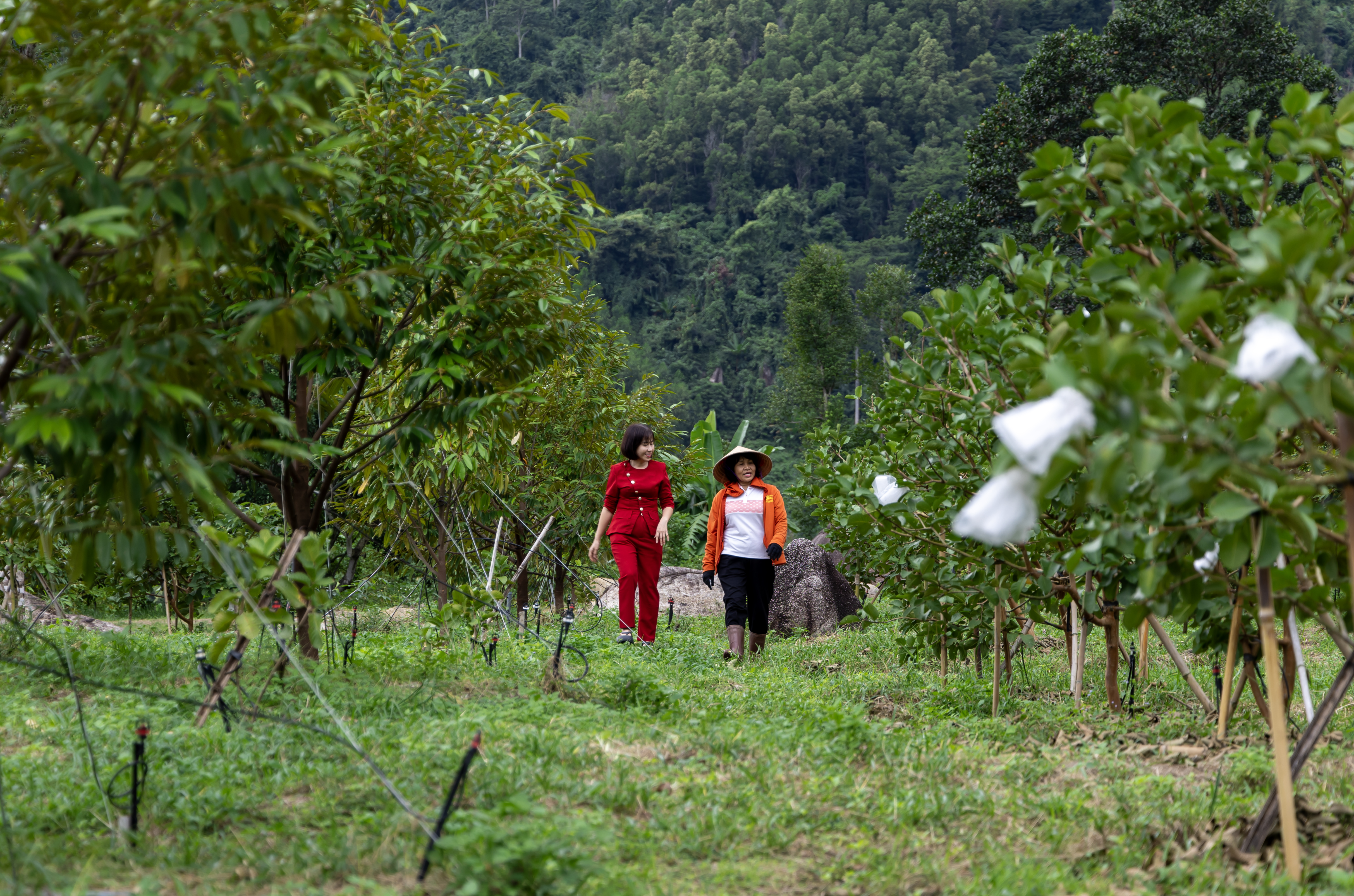 Toàn tỉnh có 144 hợp tác xã nông nghiệp