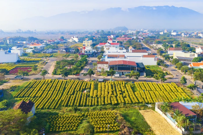 Tết về trên làng cúc Ninh Giang