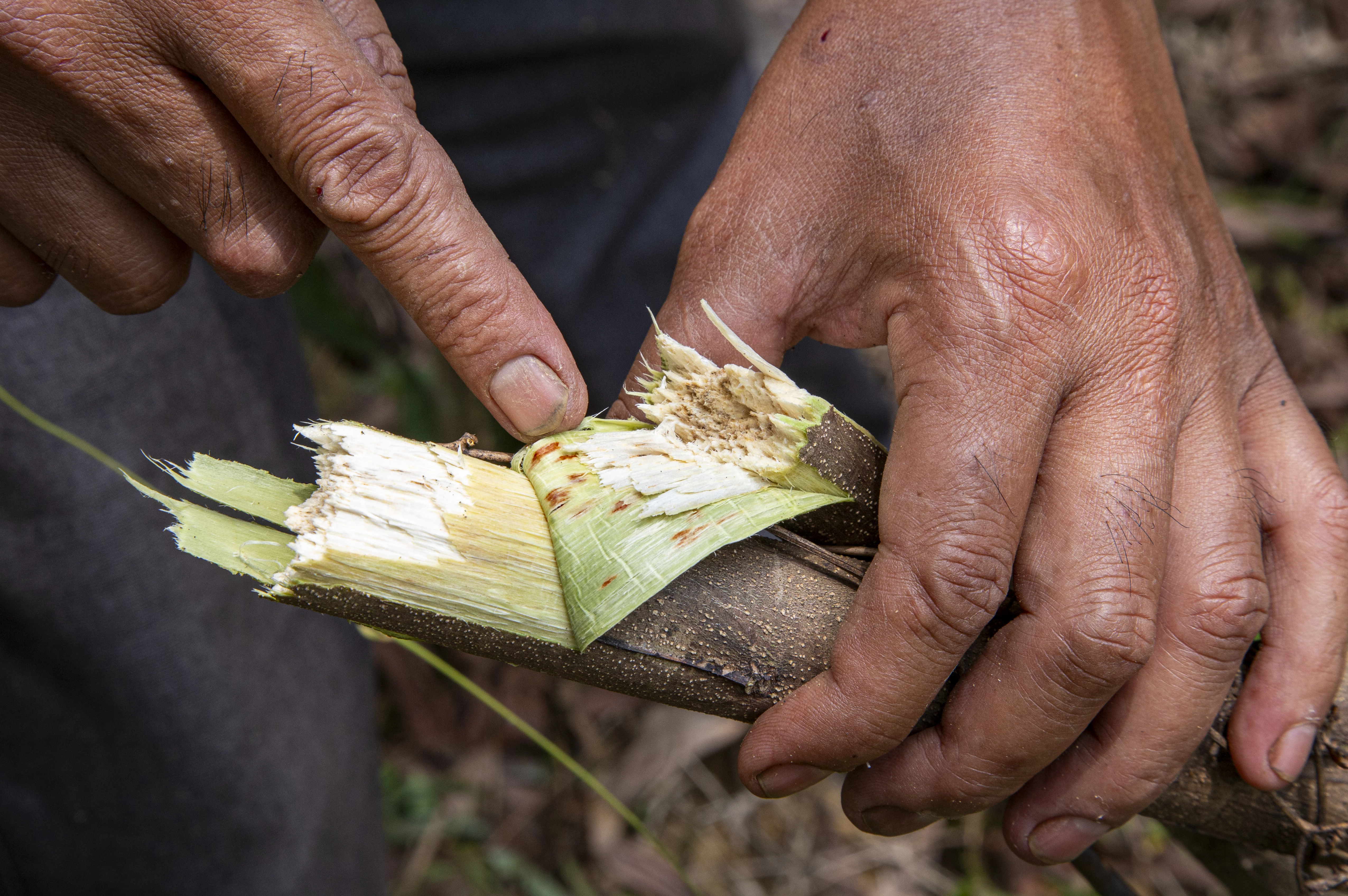 Khánh Vĩnh: Keo chết nhiều do sâu bệnh gây hại