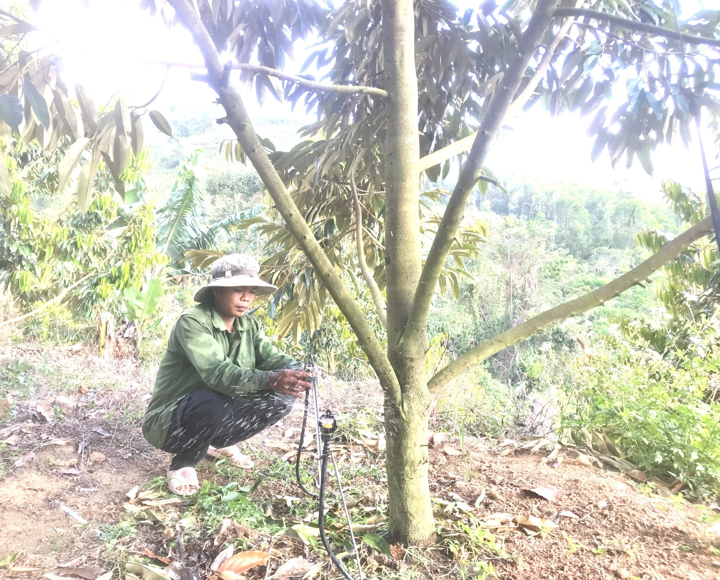 Khánh Sơn: Chủ động chống hạn cho cây trồng