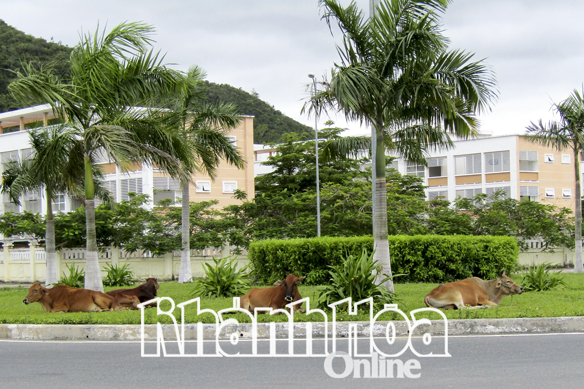 Đàn bò chăn thả tự do